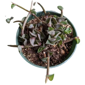Callisia navicularis 'Chain Plant' Live Succulent - Easy Care Houseplant - Image 3