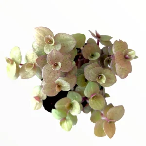 Callisia Repens Golden Live Plant – Miniature Wandering Dude Succulent - Image 4