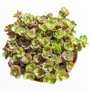 Callisia Repens Golden Live Plant – Miniature Wandering Dude Succulent - Image 9