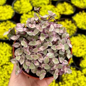 Callisia Repens Pink Lady Live Plant - 4 inch Potted Pink Panther Trailing Succulent - Image 2