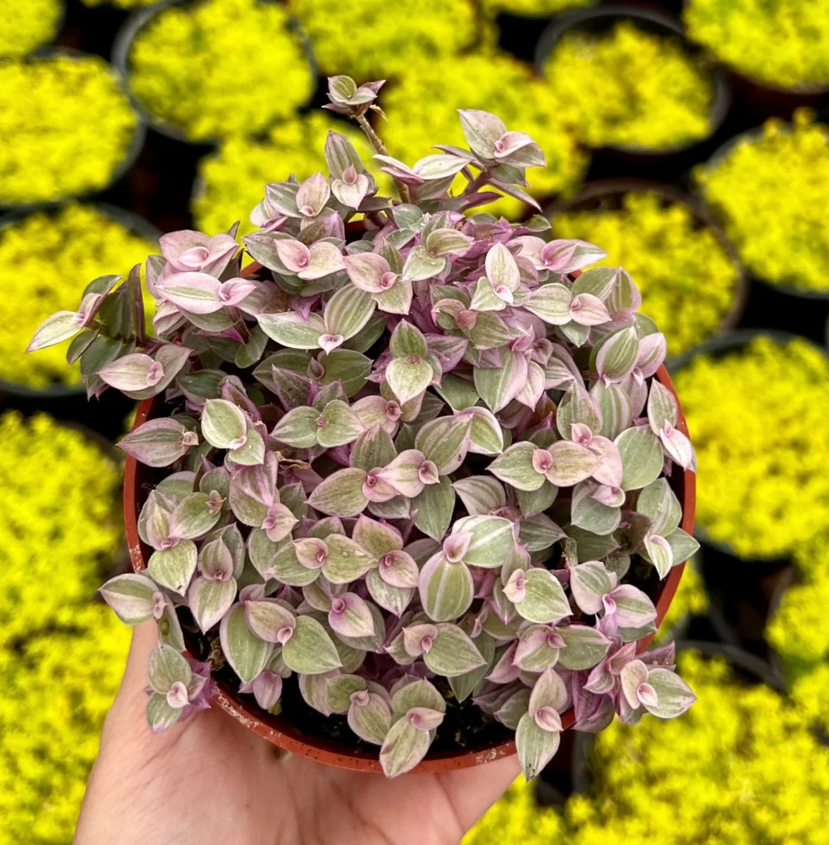 Callisia Repens Pink Lady Live Plant - 4 inch Potted Pink Panther Trailing Succulent - Image 2