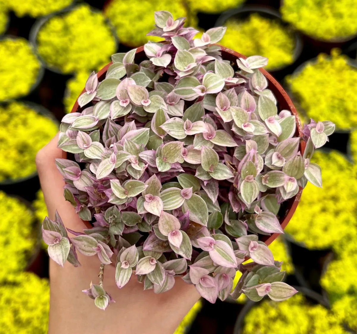 Callisia Repens Pink Lady Live Plant - 4 inch Potted Pink Panther Trailing Succulent - Image 3