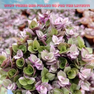 Callisia Repens Pink Lady Live Plant - 4 inch Potted Pink Panther Trailing Succulent - Image 1