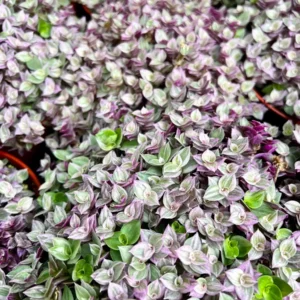 Callisia Repens Pink Lady Live Plant - Creeping Inch Plant - 2, 4, 6 inch pot - Indoor/Outdoor - Image 4