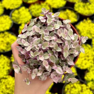 Callisia Repens Pink Lady Live Plant - Creeping Inch Plant - 2, 4, 6 inch pot - Indoor/Outdoor - Image 5