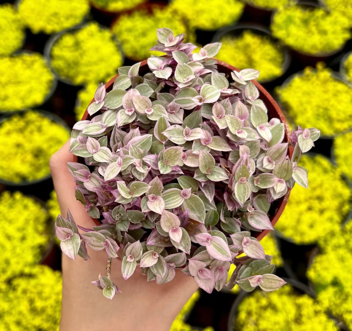 Callisia Repens Pink Lady Live Plant - Creeping Inch Plant - 2, 4, 6 inch pot - Indoor/Outdoor - Image 5