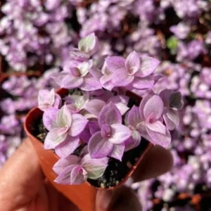 Callisia Repens Pink Lady Live Plant - Creeping Inch Plant - 2, 4, 6 inch pot - Indoor/Outdoor - Image 6