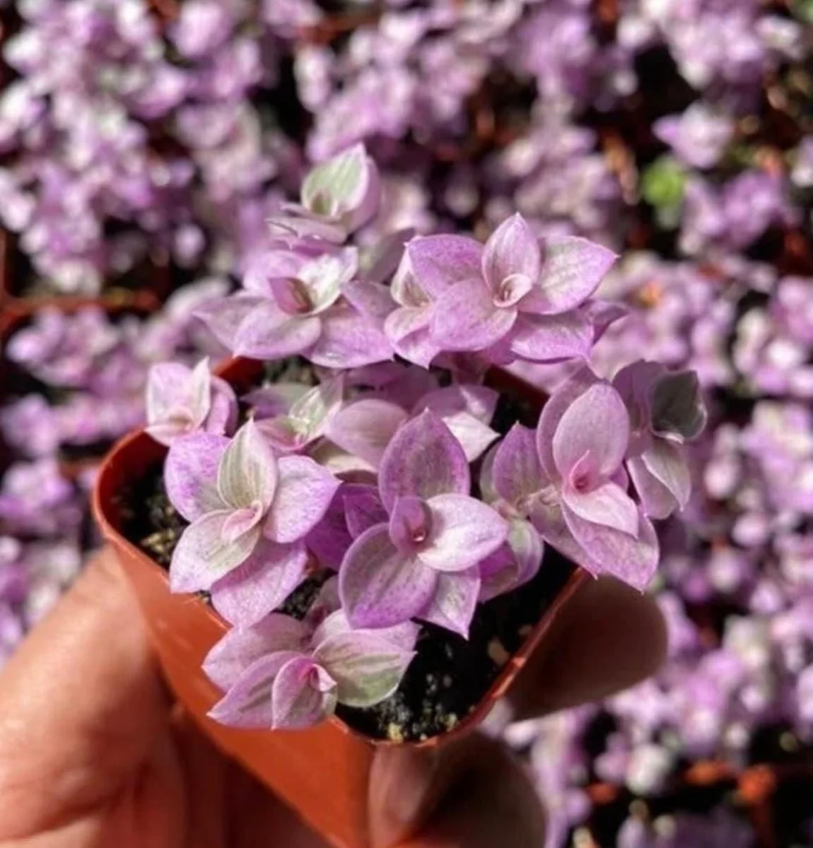 Callisia Repens Pink Lady Live Plant - Creeping Inch Plant - 2, 4, 6 inch pot - Indoor/Outdoor - Image 6
