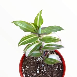 Callisia Soconuscensis Variegata Live Succulent Houseplant – Easy Care Indoor Plant - Image 1