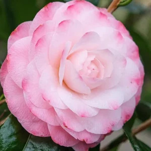 Camellia japonica 'Nuccio's Pearl' Live Plant - 2 ft Tall, 1 Gallon Pot - Image 2
