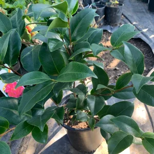 Camellia Japonica 'Spellbound' Live Plant – 1ft Tall, 6in Pot, Coral Rose Blooms - Image 2