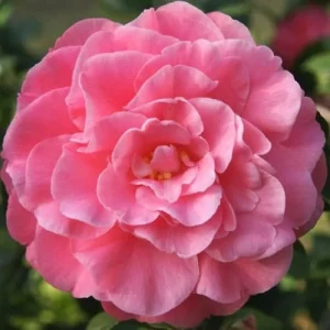 Camellia Japonica 'Spellbound' Live Plant – 1ft Tall, 6in Pot, Coral Rose Blooms - Image 1