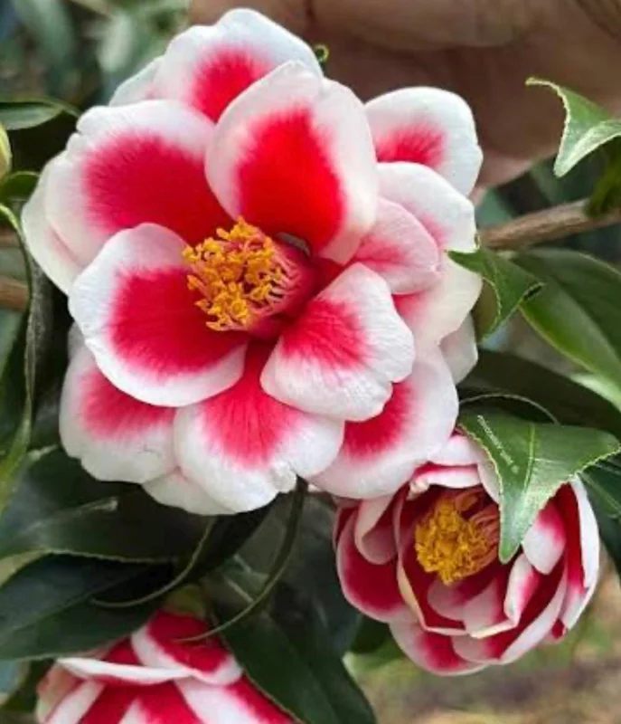 Camellia Japonica 'Tama Peacock' Live Plant - 1-2 ft, 1 Gal Pot, Outdoor Shrub - Image 2