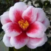 Camellia Japonica 'Tama Peacock' Live Plant - 1-2 ft, 1 Gal Pot, Outdoor Shrub - Image 1