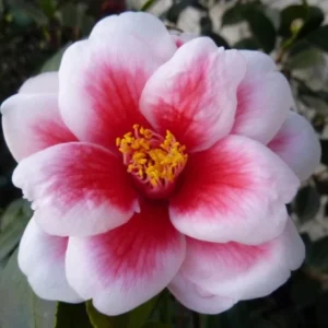 Camellia Japonica 'Tama Peacock' Live Plant - 1-2 ft, 1 Gal Pot, Outdoor Shrub - Image 1