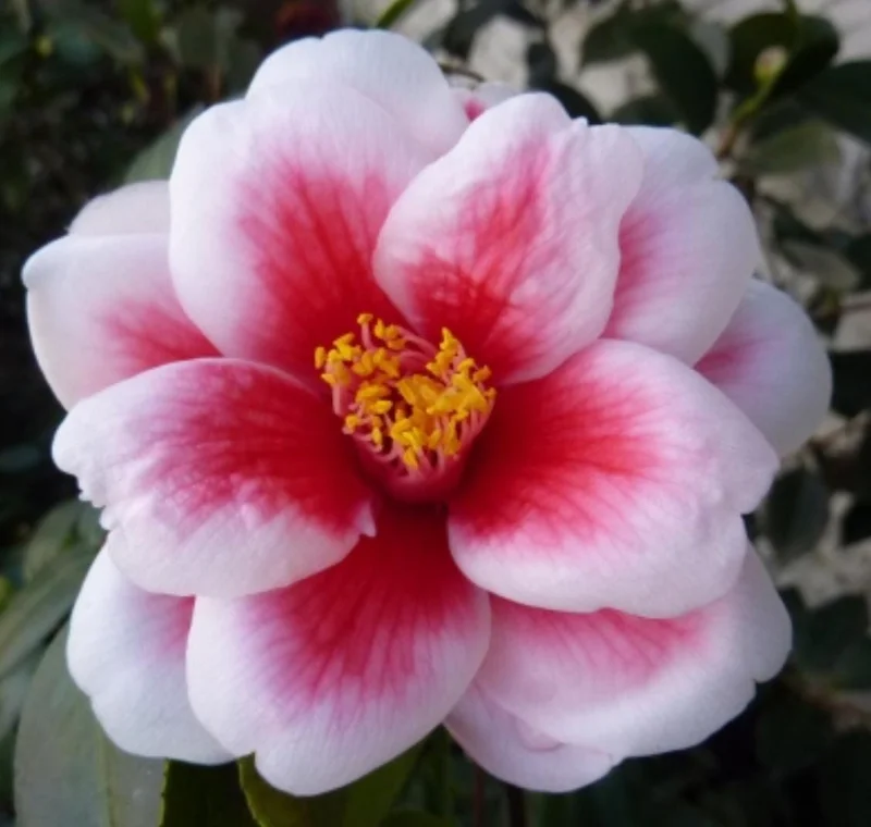 Camellia Japonica 'Tama Peacock' Live Plant - 1-2 ft, 1 Gal Pot, Outdoor Shrub - Image 1