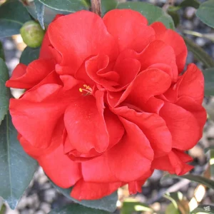 Camellia Japonica 'Tom Knudsen' Live Plant – 1ft Tall, Dark Red Flowers - Image 1