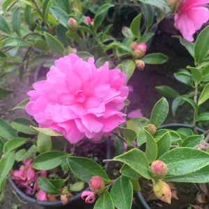 Camellia Sasanqua 'Chansonette' Live Plant - 6 inch Pot, Outdoor Evergreen Shrub - Image 1