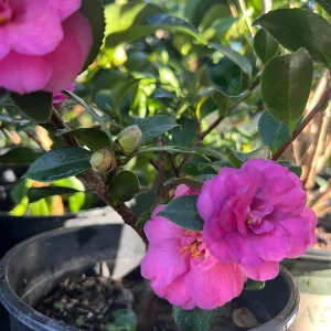 Camellia Shishi Gashira Live Plant – Hot Pink Flowers – 1ft Tall – 1 Gallon Pot – Outdoor Shrub - Image 2