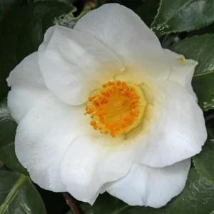 Camellia White Swan Live Plant - 1ft Tall, 6 inch Pot, Partial Sun Shrub - Image 1