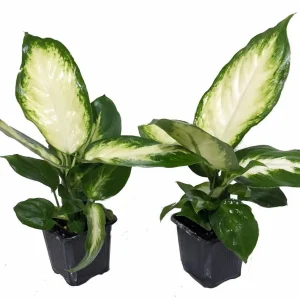 Camille Dieffenbachia Live Plant – 2 Potted Houseplants – 3 inch Pots – Indoor - Image 1