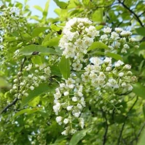 Canada Red Chokecherry Live Plant - Prunus virginiana 'Canada Red' Tree - 6-12