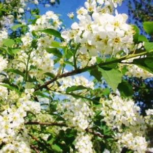 Canada Red Chokecherry Live Plant - Prunus virginiana 'Canada Red' Tree - 6-12" Tall, 3" Pot - Outdoor Ornamental - Image 1