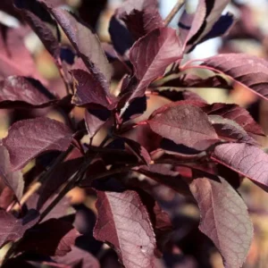 Canada Red Chokecherry Live Plant - Prunus virginiana 'Canada Red' Tree - 6-12