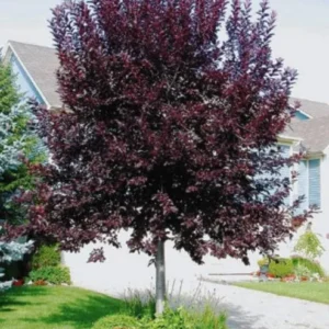 Canada Red Chokecherry Live Plant - Prunus virginiana 'Canada Red' Tree - 6-12