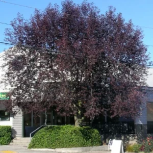 Canada Red Chokecherry Live Plant - Prunus virginiana 'Canada Red' Tree - 6-12