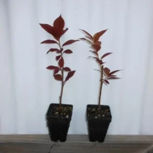 Canada Red Chokecherry Live Plant - Prunus virginiana 'Canada Red' Tree - 6-12