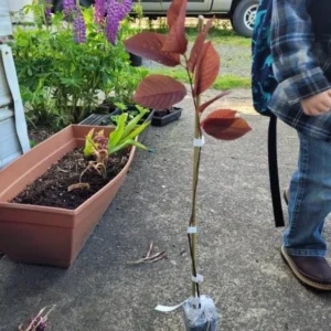 Canada Red Chokecherry Live Plant - Prunus virginiana 'Canada Red' Tree - 6-12
