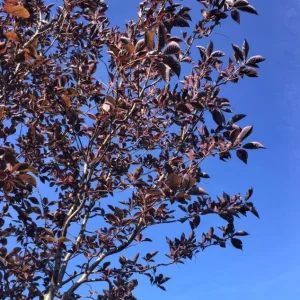 Canada Red Chokecherry Tree Live Plant – Purplish-Red Foliage, 2-12 in Tall, 2.5 in Pot, Outdoor - Image 2