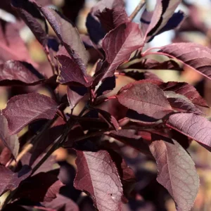 Canada Red Chokecherry Tree Live Plant – Purplish-Red Foliage, 2-12 in Tall, 2.5 in Pot, Outdoor - Image 4