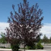 Canada Red Chokecherry Tree Live Plant – Purplish-Red Foliage, 2-12 in Tall, 2.5 in Pot, Outdoor - Image 1