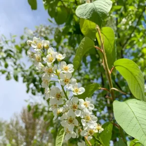 Canada Red Chokecherry Tree Live Plant – Purplish-Red Foliage, 2-12 in Tall, 2.5 in Pot, Outdoor - Image 8