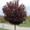 Canadian Red Chokecherry Live Plant - Prunus virginiana, 2.5 inch pot, Outdoor - Image 1