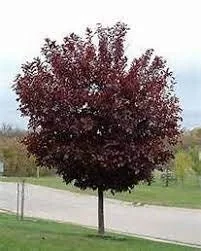 Canadian Red Chokecherry Live Plant - Prunus virginiana, 2.5 inch pot, Outdoor - Image 1