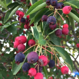 Canadian Serviceberry Live Plant - Amelanchier Canadensis - Up to 2 ft Tall - Image 2