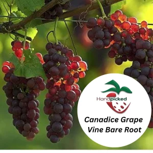 Canadice Seedless Grape Vine - 2 Bare Root Live Plants - Red Grapes - Image 2