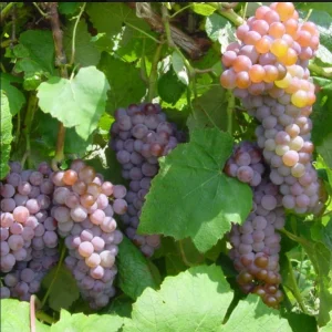 Canadice Seedless Grape Vine - 2 Bare Root Live Plants - Red Grapes - Image 1