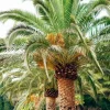 Canary Palm Live Plant – Phoenix canariensis – 4 inch Pot – Outdoor Tropical Tree - Image 1
