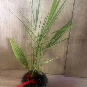 Canary Palm Live Plant – Phoenix canariensis – 4 inch Pot – Outdoor Tropical Tree - Image 2