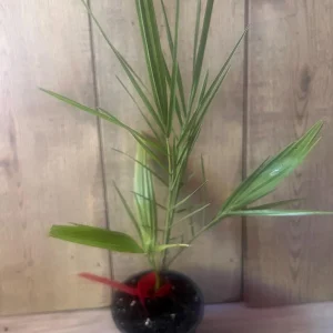 Canary Palm Live Plant – Phoenix canariensis – 4 inch Pot – Outdoor Tropical Tree - Image 3