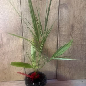 Canary Palm Live Plant – Phoenix canariensis – 4 inch Pot – Outdoor Tropical Tree - Image 4