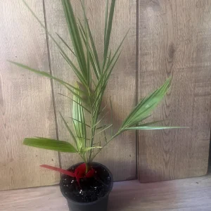 Canary Palm Live Plant – Phoenix canariensis – 4 inch Pot – Outdoor Tropical Tree - Image 9