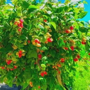 Canby Thornless Red Raspberry Live Plant - Starter Plug - Sweet, Easy Harvest - Image 2