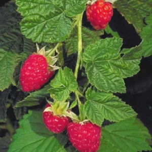 Canby Thornless Red Raspberry Live Plant - Starter Plug - Sweet, Easy Harvest - Image 4