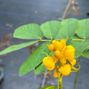 Candlestick Tree Live Plant (Senna alata) - Yellow Flower, 2Ft Tall in 6