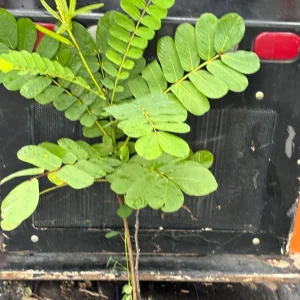 Candlestick Tree Live Plant (Senna alata) - Yellow Flower, 2Ft Tall in 6